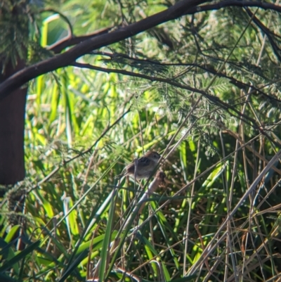 Cisticola exilis (Golden-headed Cisticola) at Splitters Creek, NSW - 24 Sep 2023 by Darcy