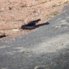 Pseudechis porphyriacus (Red-bellied Black Snake) at Splitters Creek, NSW - 24 Sep 2023 by Darcy