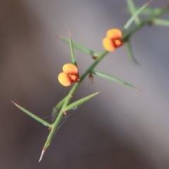 Daviesia ulicifolia subsp. ulicifolia (Gorse Bitter-pea) at Moruya, NSW - 25 Sep 2023 by LisaH