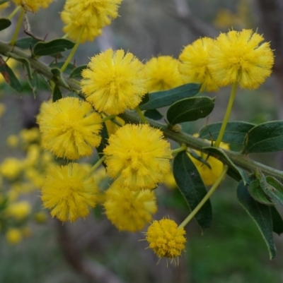 Acacia paradoxa (Kangaroo Thorn) at Albury, NSW - 18 Sep 2023 by RobG1