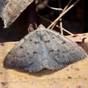 Taxeotis reserata at Moruya, NSW - suppressed