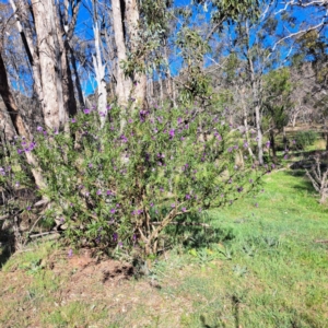 Solanum linearifolium at Majura, ACT - 24 Sep 2023