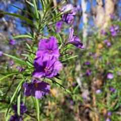 Solanum linearifolium at Majura, ACT - 24 Sep 2023