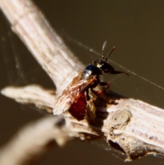 Exoneura sp. (genus) (A reed bee) at Moruya, NSW - 25 Sep 2023 by LisaH