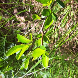 Pyracantha fortuneana at Majura, ACT - 24 Sep 2023