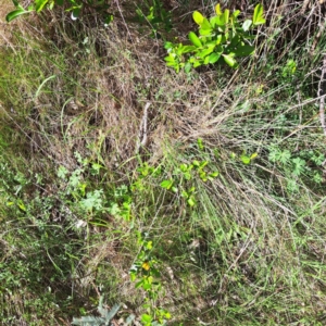 Pyracantha fortuneana at Majura, ACT - 24 Sep 2023