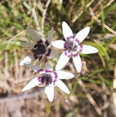 Wurmbea dioica subsp. dioica (Early Nancy) at Majura, ACT - 24 Sep 2023 by abread111