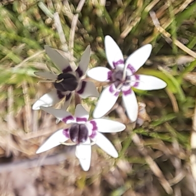 Wurmbea dioica subsp. dioica (Early Nancy) at Majura, ACT - 24 Sep 2023 by abread111