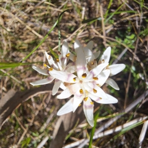 Wurmbea dioica subsp. dioica at Majura, ACT - 24 Sep 2023