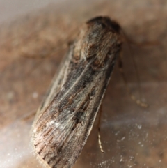 Agrotis munda at Moruya, NSW - 25 Sep 2023 by LisaH