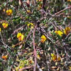 Bossiaea buxifolia (Matted Bossiaea) at Majura, ACT - 24 Sep 2023 by abread111