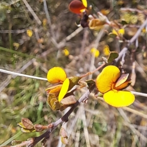 Bossiaea buxifolia at Majura, ACT - 24 Sep 2023