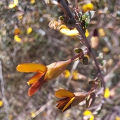 Bossiaea buxifolia at Majura, ACT - 24 Sep 2023