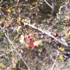 Bossiaea buxifolia at Majura, ACT - 24 Sep 2023