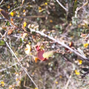 Bossiaea buxifolia at Majura, ACT - 24 Sep 2023 02:40 PM