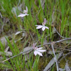 Caladenia carnea (Pink Fingers) at Albury, NSW - 18 Sep 2023 by RobG1