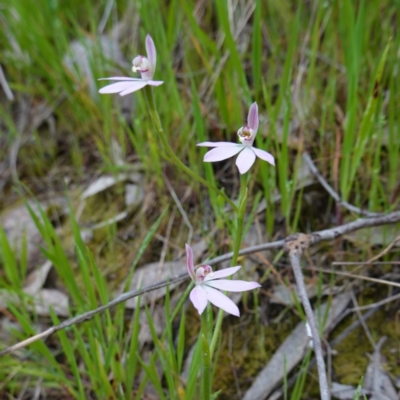 Caladenia carnea (Pink Fingers) at Albury, NSW - 18 Sep 2023 by RobG1