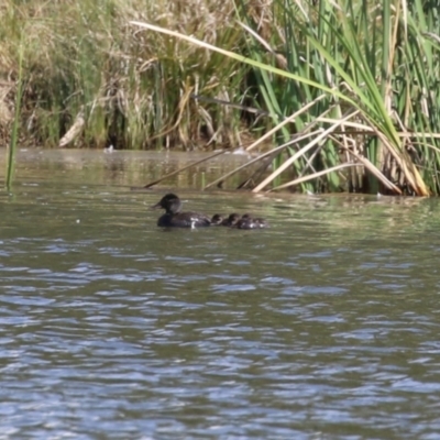 Oxyura australis (Blue-billed Duck) at Isabella Plains, ACT - 26 Sep 2023 by RodDeb