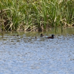 Oxyura australis at Isabella Plains, ACT - 26 Sep 2023