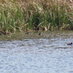 Oxyura australis at Isabella Plains, ACT - suppressed