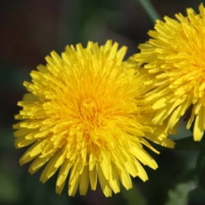 Taraxacum sp. at suppressed - 26 Sep 2023