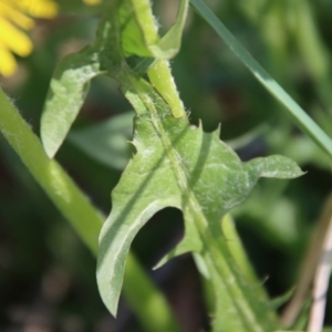 Taraxacum sp. at suppressed - 26 Sep 2023