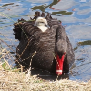 Cygnus atratus at Isabella Plains, ACT - suppressed