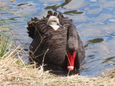 Cygnus atratus (Black Swan) at Isabella Plains, ACT - 26 Sep 2023 by RodDeb