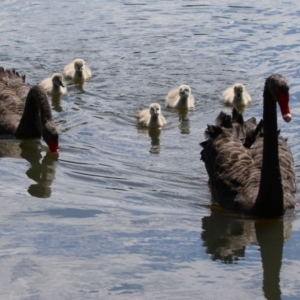 Cygnus atratus at Isabella Plains, ACT - suppressed