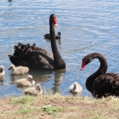 Cygnus atratus at Isabella Plains, ACT - suppressed