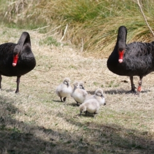 Cygnus atratus at Isabella Plains, ACT - suppressed