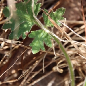 Ranunculus lappaceus at Mongarlowe, NSW - suppressed