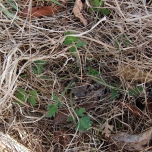 Ranunculus lappaceus at Mongarlowe, NSW - suppressed