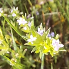 Sherardia arvensis at Majura, ACT - 24 Sep 2023 04:19 PM