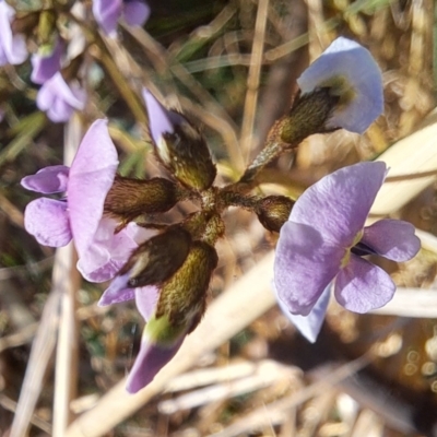 Glycine clandestina (Twining Glycine) at Majura, ACT - 24 Sep 2023 by abread111