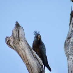 Callocephalon fimbriatum (Gang-gang Cockatoo) at Hughes, ACT - 24 Sep 2023 by LisaH