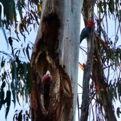 Callocephalon fimbriatum at Hughes, ACT - 24 Sep 2023