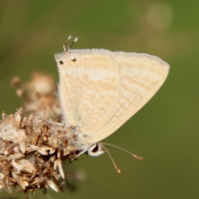 Lampides boeticus (Long-tailed Pea-blue) at Hughes, ACT - 24 Sep 2023 by LisaH