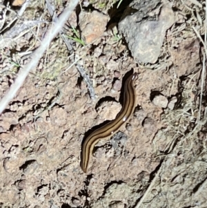 Anzoplana trilineata at Gungahlin, ACT - 26 Sep 2023 08:55 PM