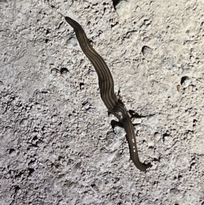 Fletchamia quinquelineata (Five-striped flatworm) at Gungahlin, ACT - 26 Sep 2023 by JimL