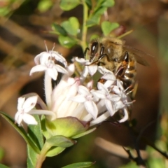 Pimelea linifolia (Slender Rice Flower) at High Range, NSW - 13 Sep 2023 by Curiosity