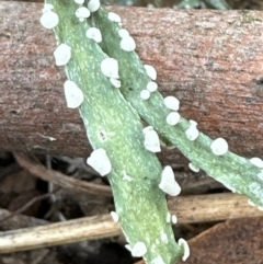 Unidentified Lichen at Kangaroo Valley, NSW - 26 Sep 2023 by lbradleyKV