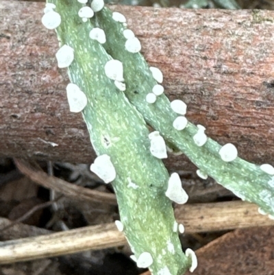 Ramalina celastri at Kangaroo Valley, NSW - 26 Sep 2023 by lbradley