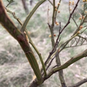 Acacia decurrens at FMC140: Mt Majura drainage line, middle. Rocky section. - 26 Sep 2023