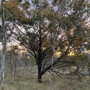 Acacia decurrens at FMC140: Mt Majura drainage line, middle. Rocky section. - 26 Sep 2023 05:57 PM