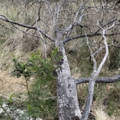 Acacia decurrens at Hackett, ACT - 26 Sep 2023