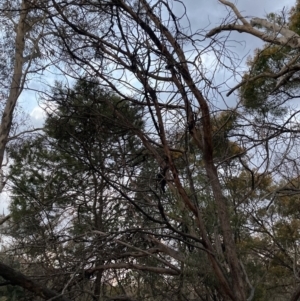 Acacia decurrens at Hackett, ACT - 26 Sep 2023