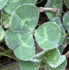 Trifolium subterraneum (Subterranean Clover) at Kangaroo Valley, NSW - 27 Sep 2023 by lbradley