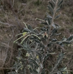 Grevillea arenaria at Hackett, ACT - 26 Sep 2023 06:14 PM