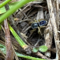 Maratus hesperus (Venus Peacock Spider) at Kangaroo Valley, NSW - 26 Sep 2023 by lbradley